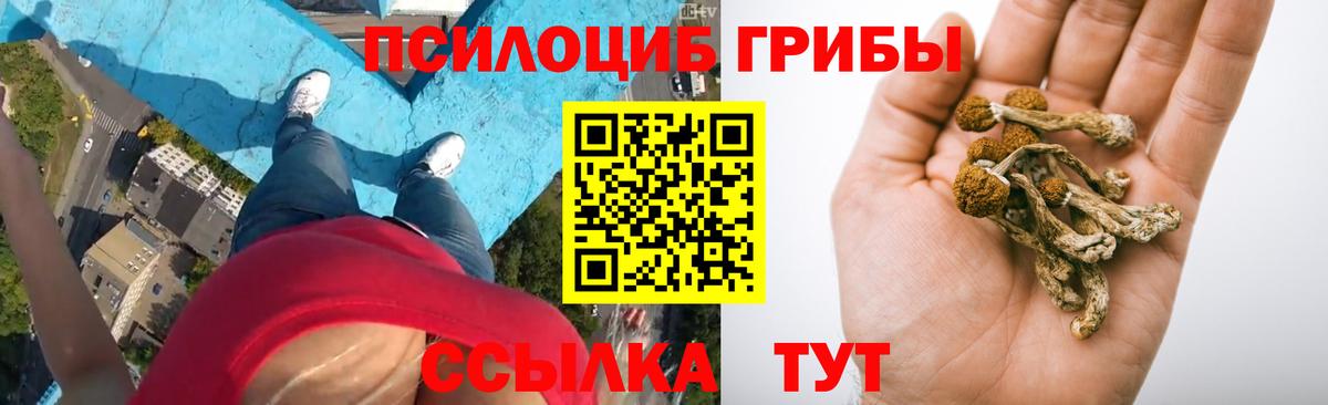 Гусиноозёрск  Галлюциногенные грибы Psilocybine cubensis  Вход с VPN 